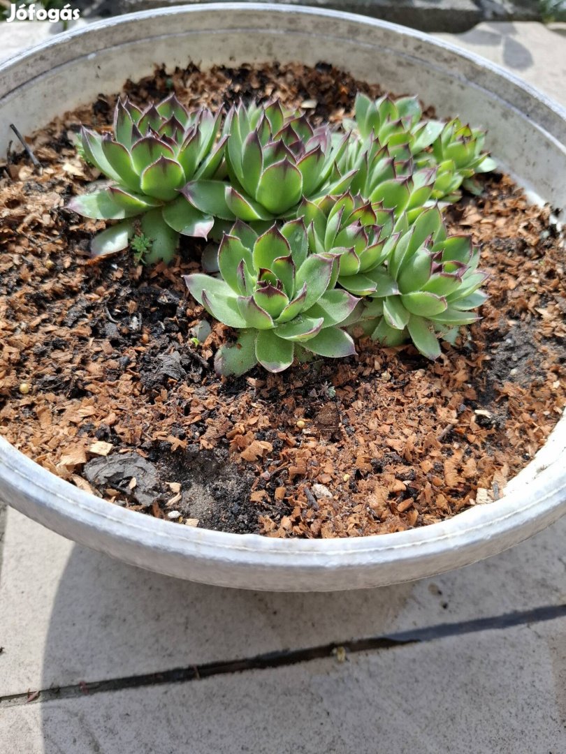 Kövirózsák eladók