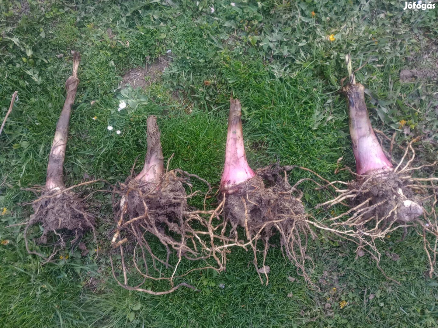 Közepes méretű képen a második Musa basjoo banán