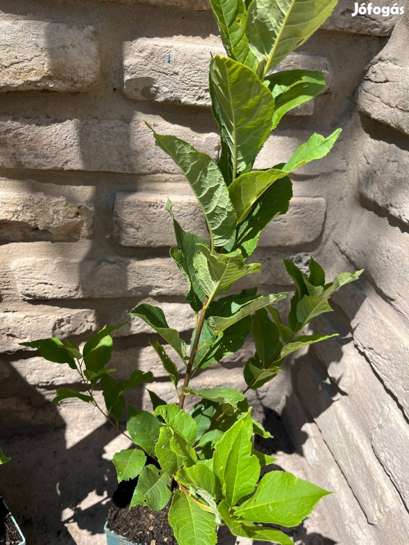 Közönséges zelnicemeggy Prunus padus -, gyöngyvirágfa, májusfa, ty