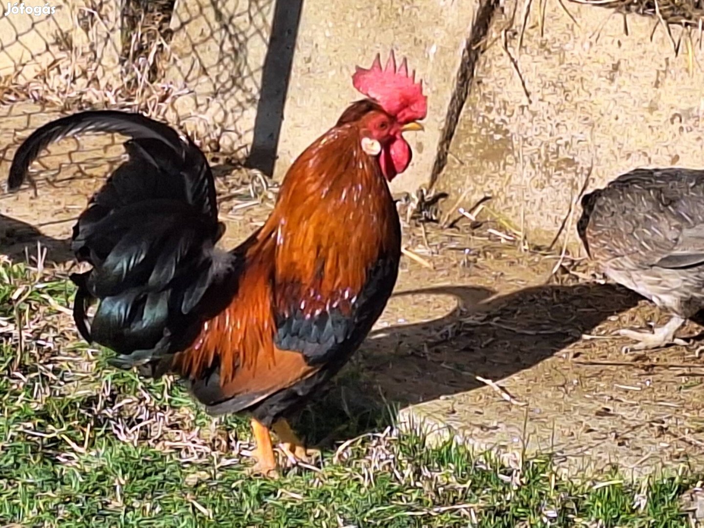 Krédlikakasok eledók!