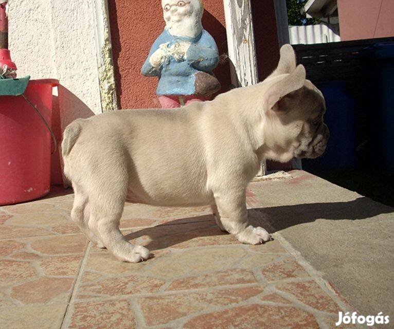 Krém színű Francia bulldog