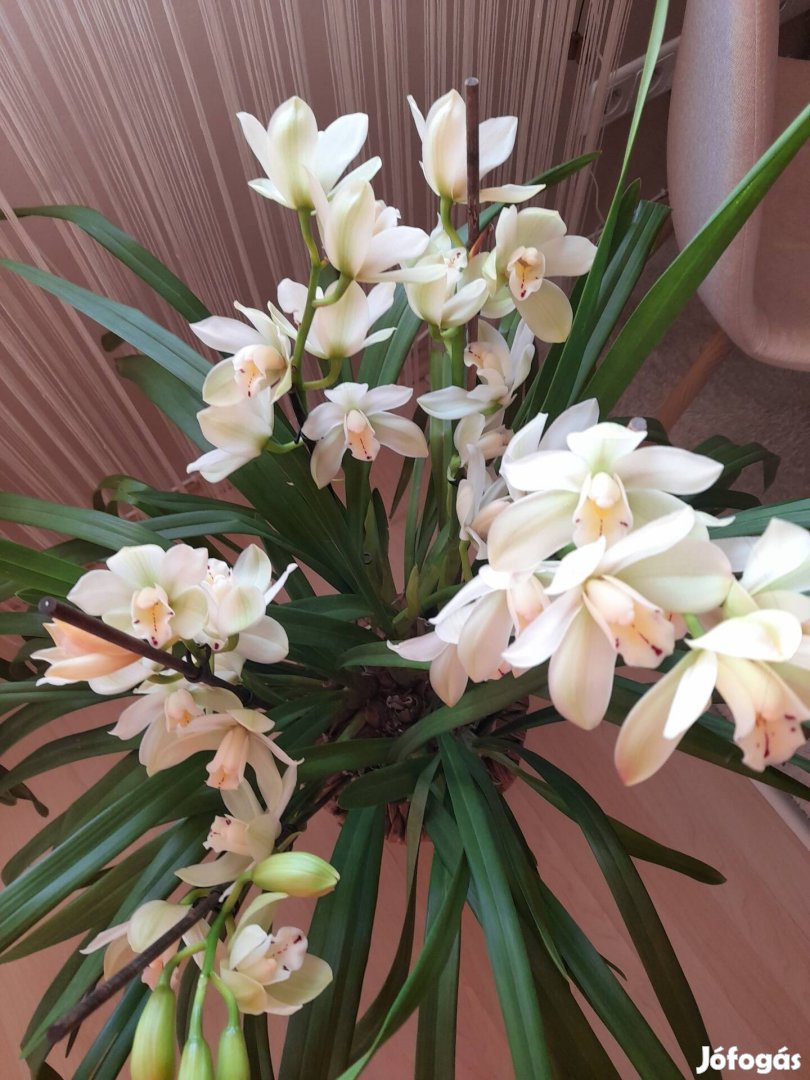 Krémfehér cymbidium csónakorchidea 