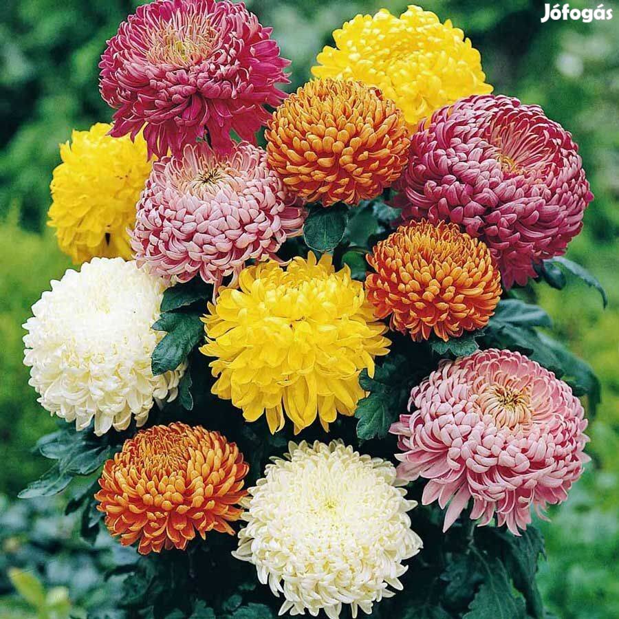 Krizantém palánta nagyfejű gyökeres szabadföldi fagytűrő