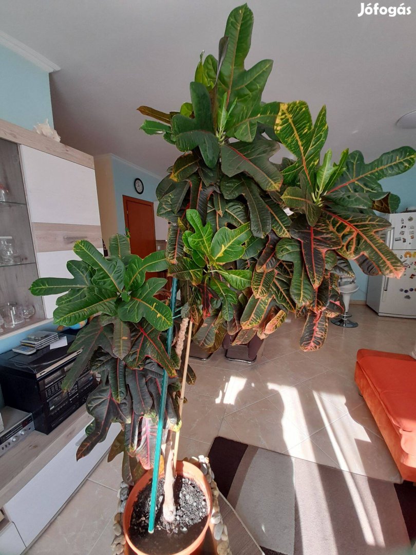 Kroton, 160 cm magas