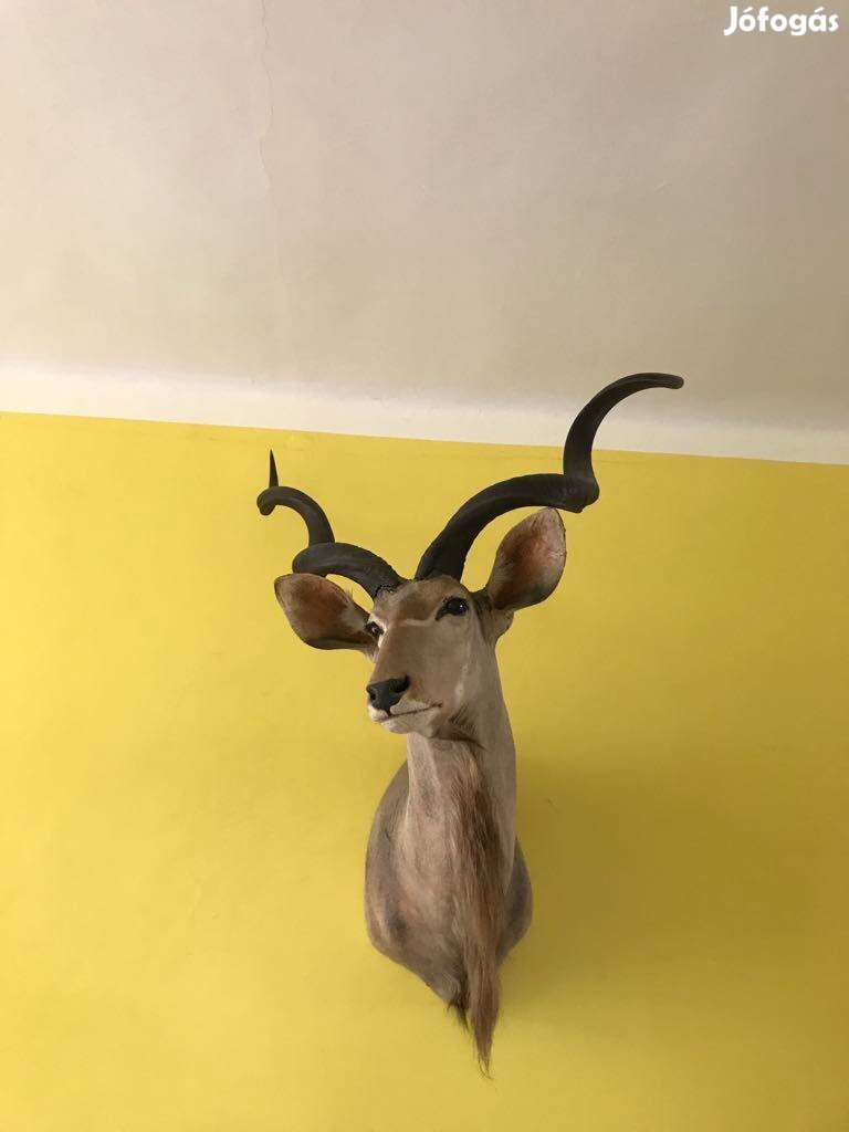 Kudu bika - afrikai - trófea