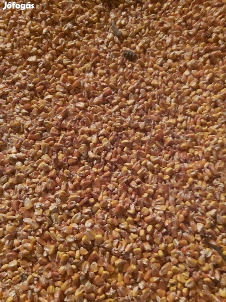 Kukorica eladó, 200 mázsa, 11000 Ftmázsa