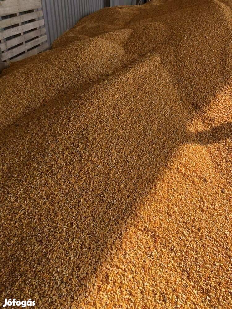 Kukorica eladó házhoz szállítással!