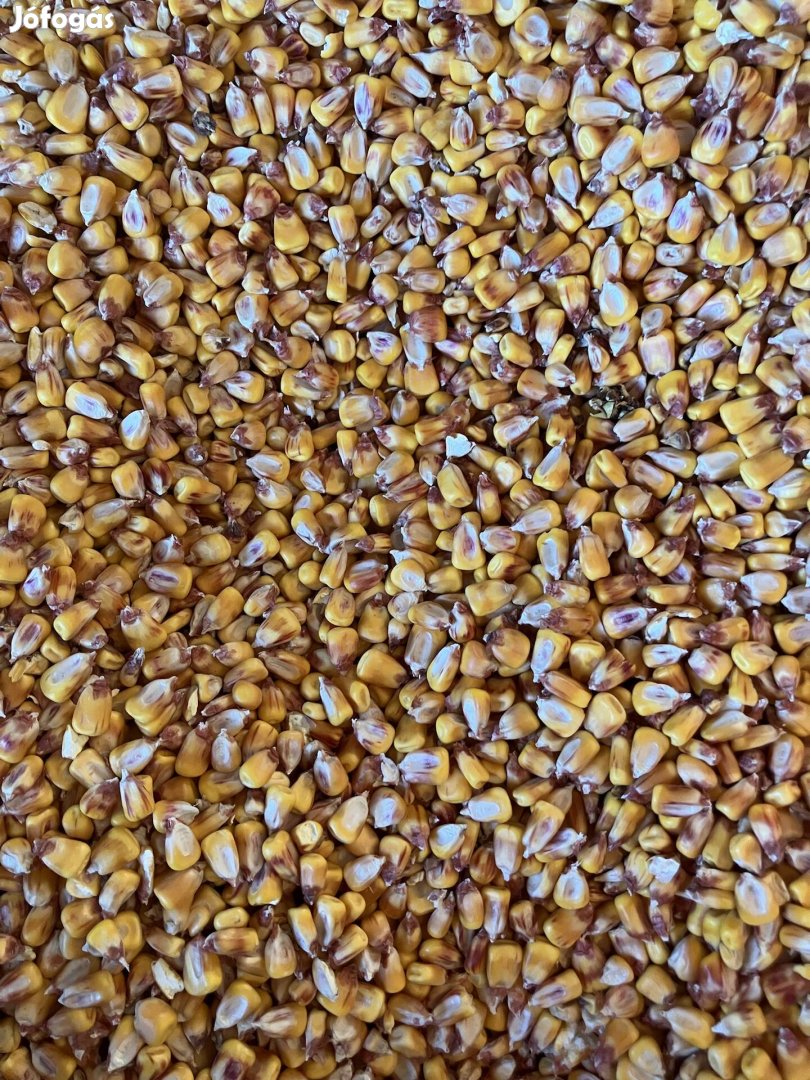 Kukorica eladó zsákolva