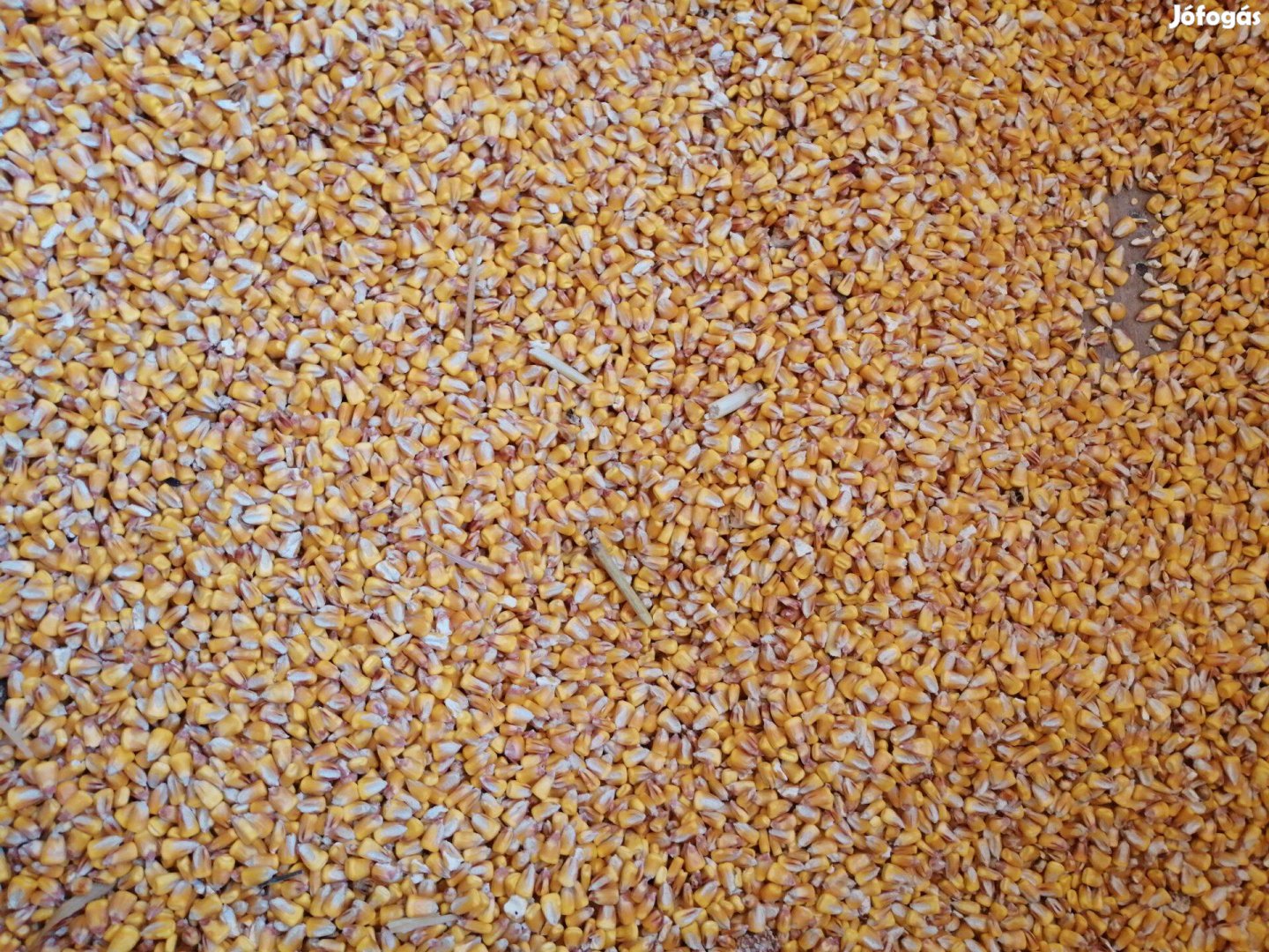 Kukorica kombájn tiszta termelőtől
