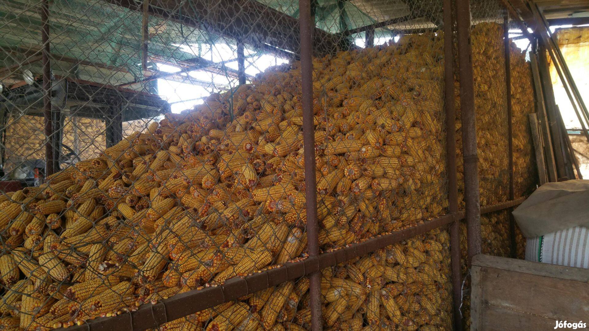 Kukorica morzsolva eladó