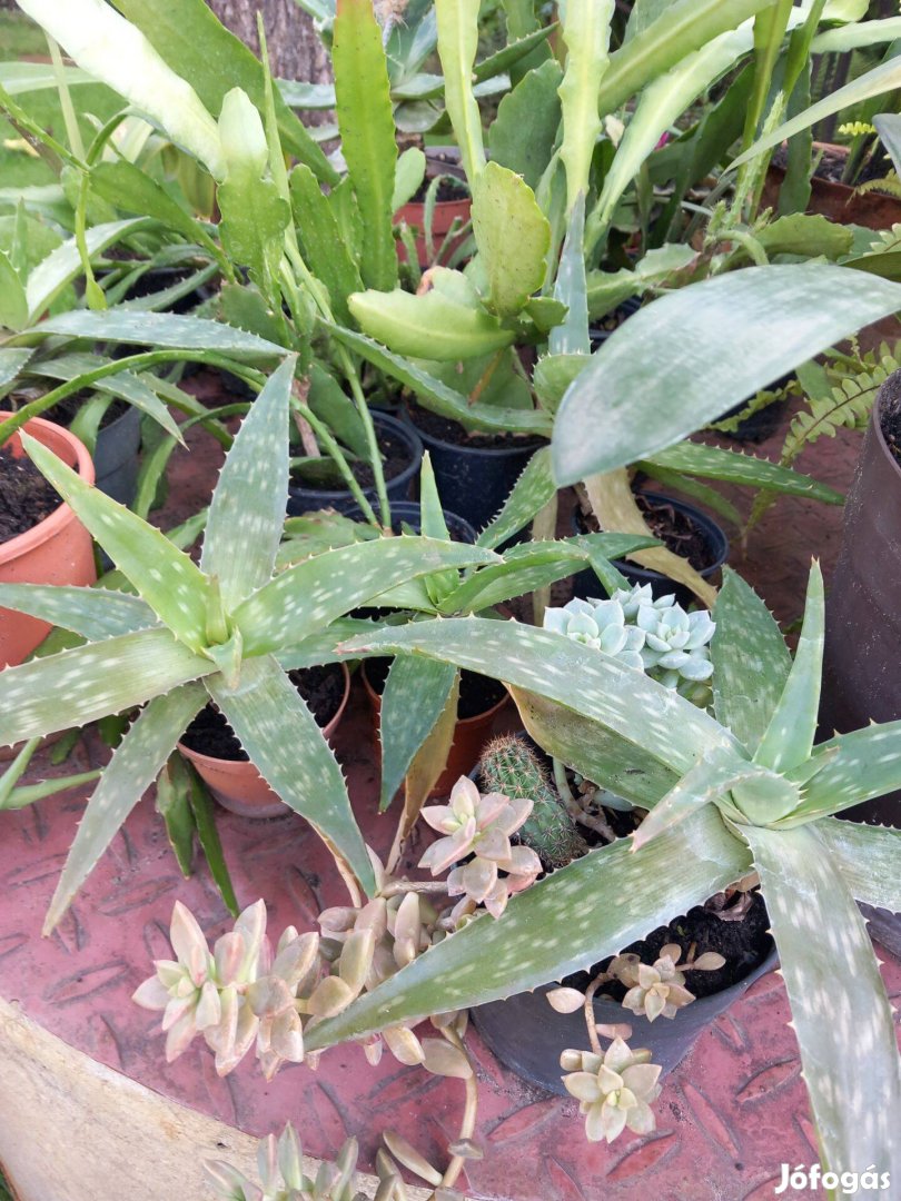 Különböző méretekben agave évelő szobanövények