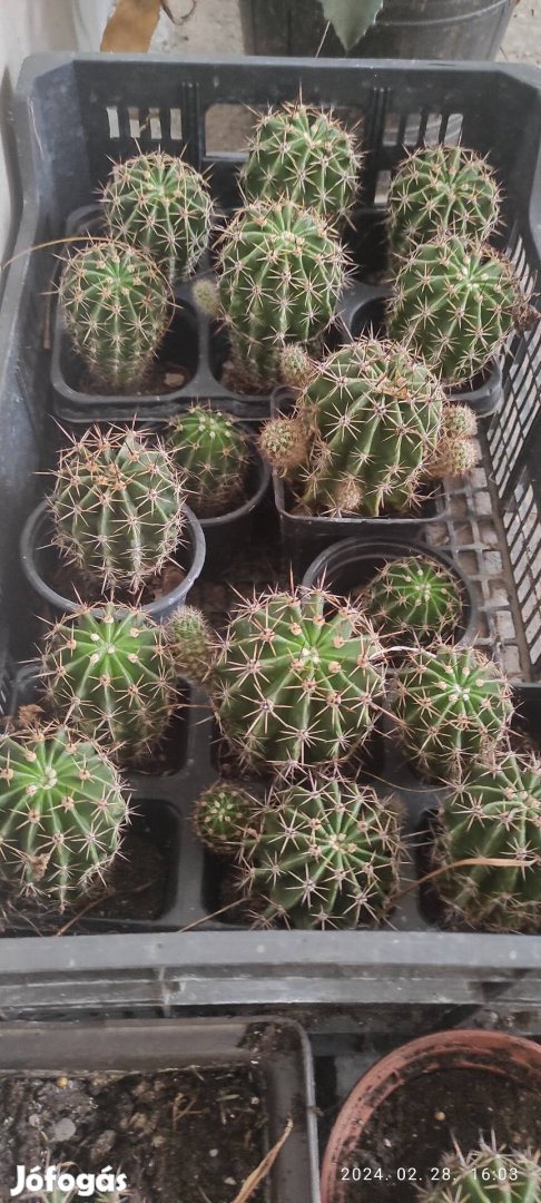 Különböző meretű kaktuszok