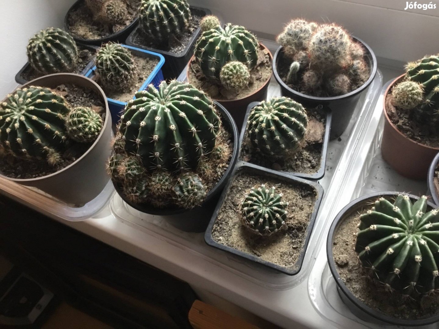 Különféle nagyságú kaktuszok