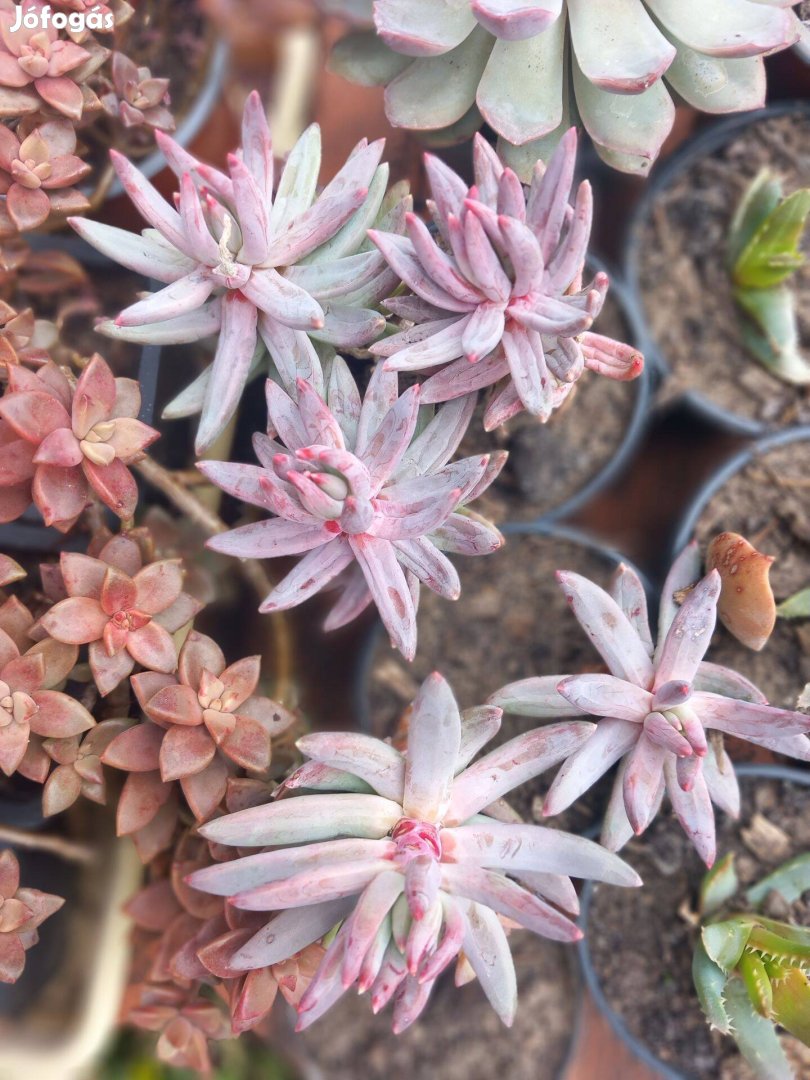 Különleges hegyes levelű pozsga rózsa két méretbe