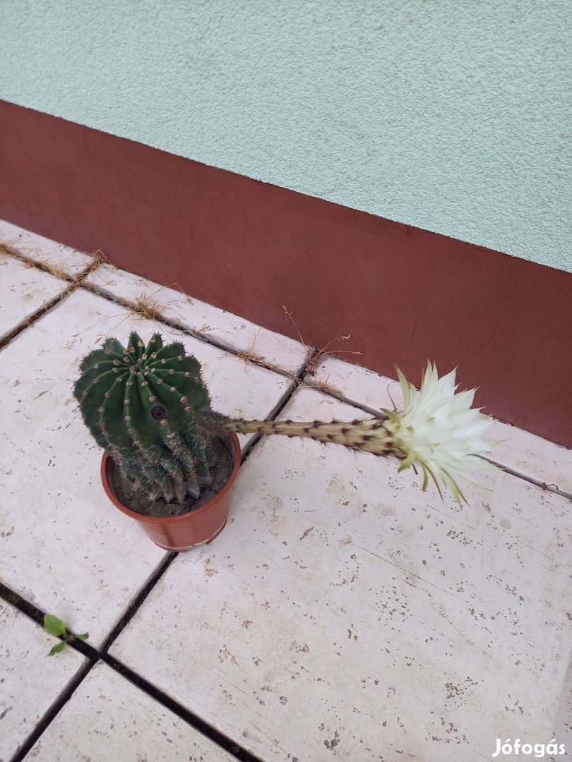 Különleges virágzó kaktusz eladó!