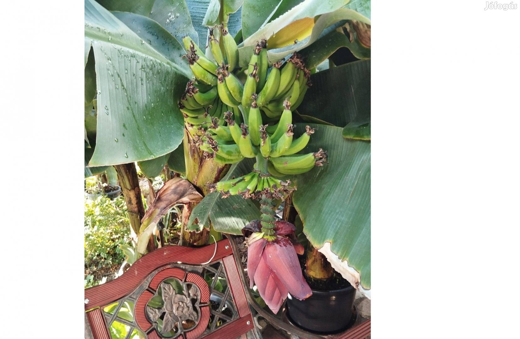 Különlegesség, a képeken látható banánfák terméssel eladók,220-250cm
