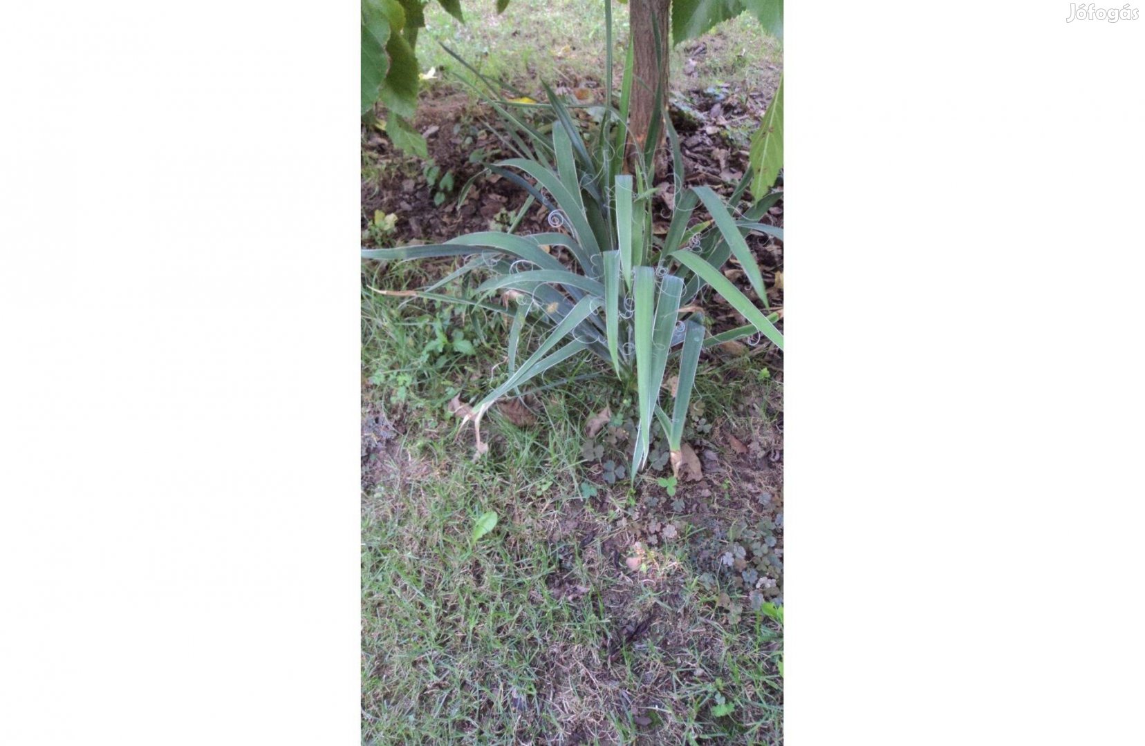 Kültéri növény Yucca