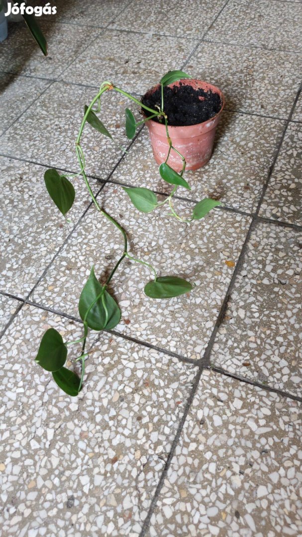 Kúszó filodendron olcson Zuglóban eladó