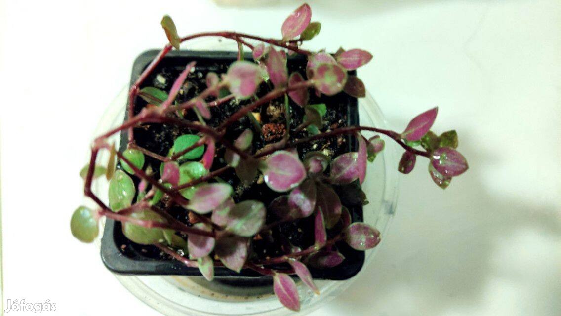 Kúszó törpepletyka (Callisia repens)