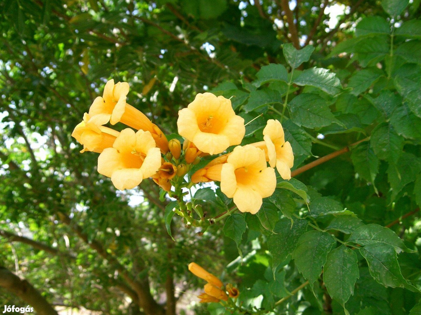 Kúszó trombitafolyondár (Campsis radicans Yellow Trumpet), sárga virág