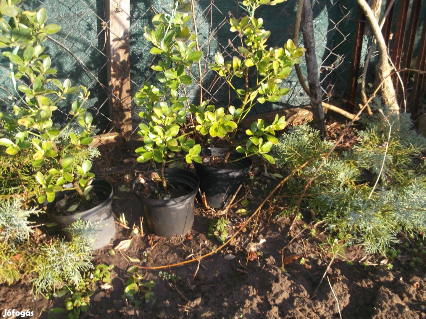 Kúszó vagy terülő boróka eladó!