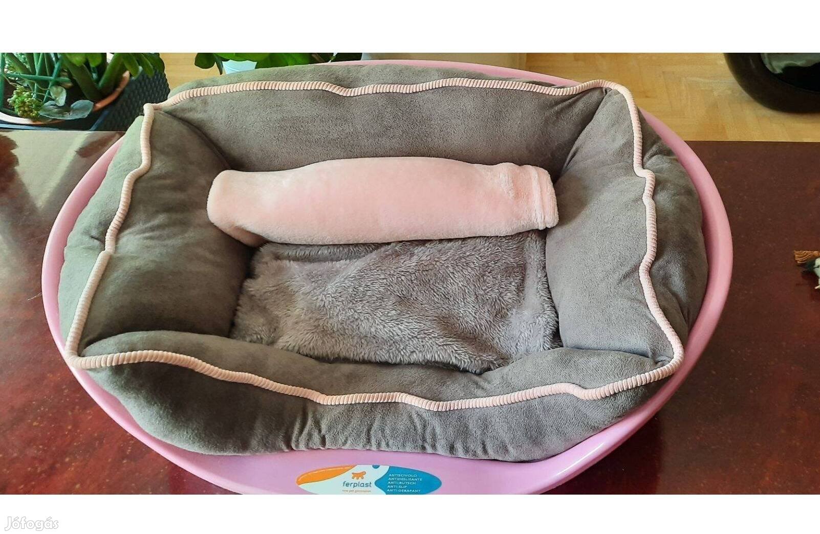 Kutya, macska fekhely