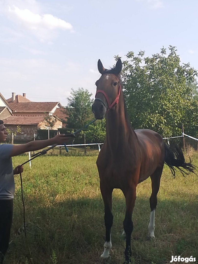 Kwpn 5éves kanca tiszta vérű eladó 