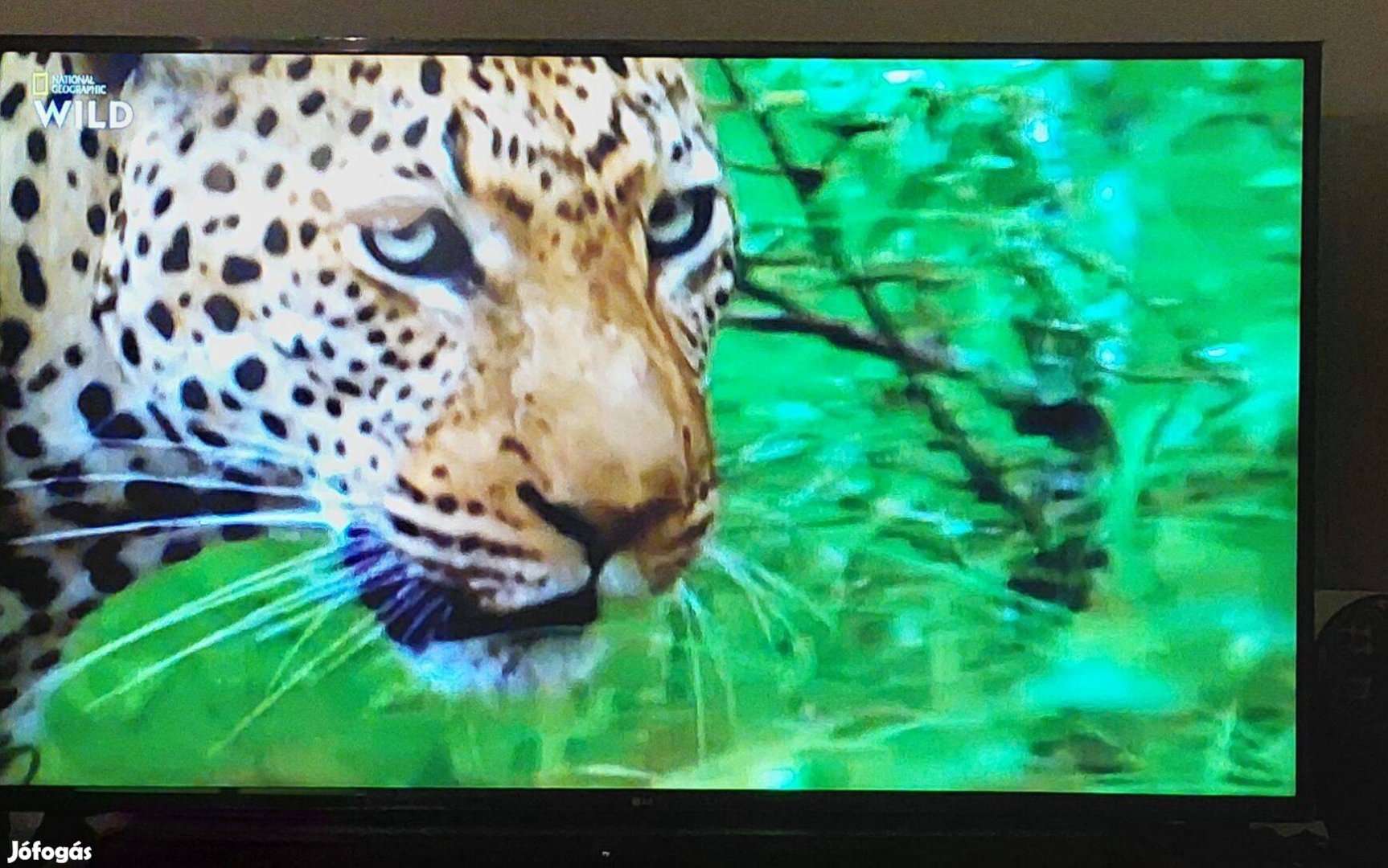 LG 55" smart tv eladó