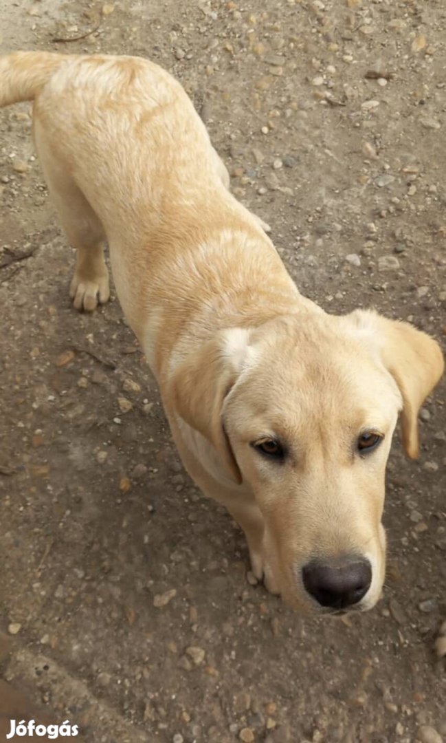 Labrador 6 hónapos