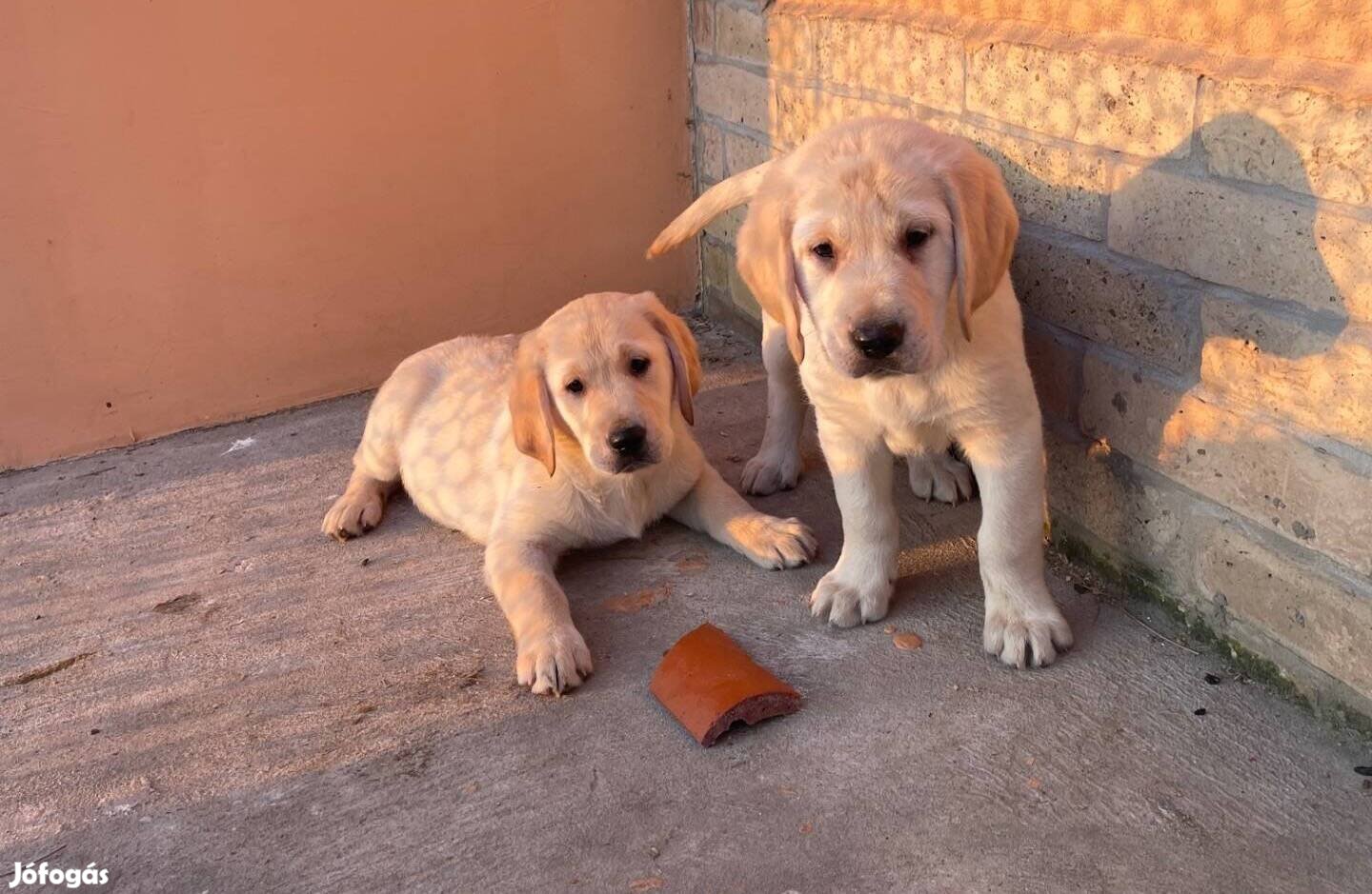 Labrador Kiskutya