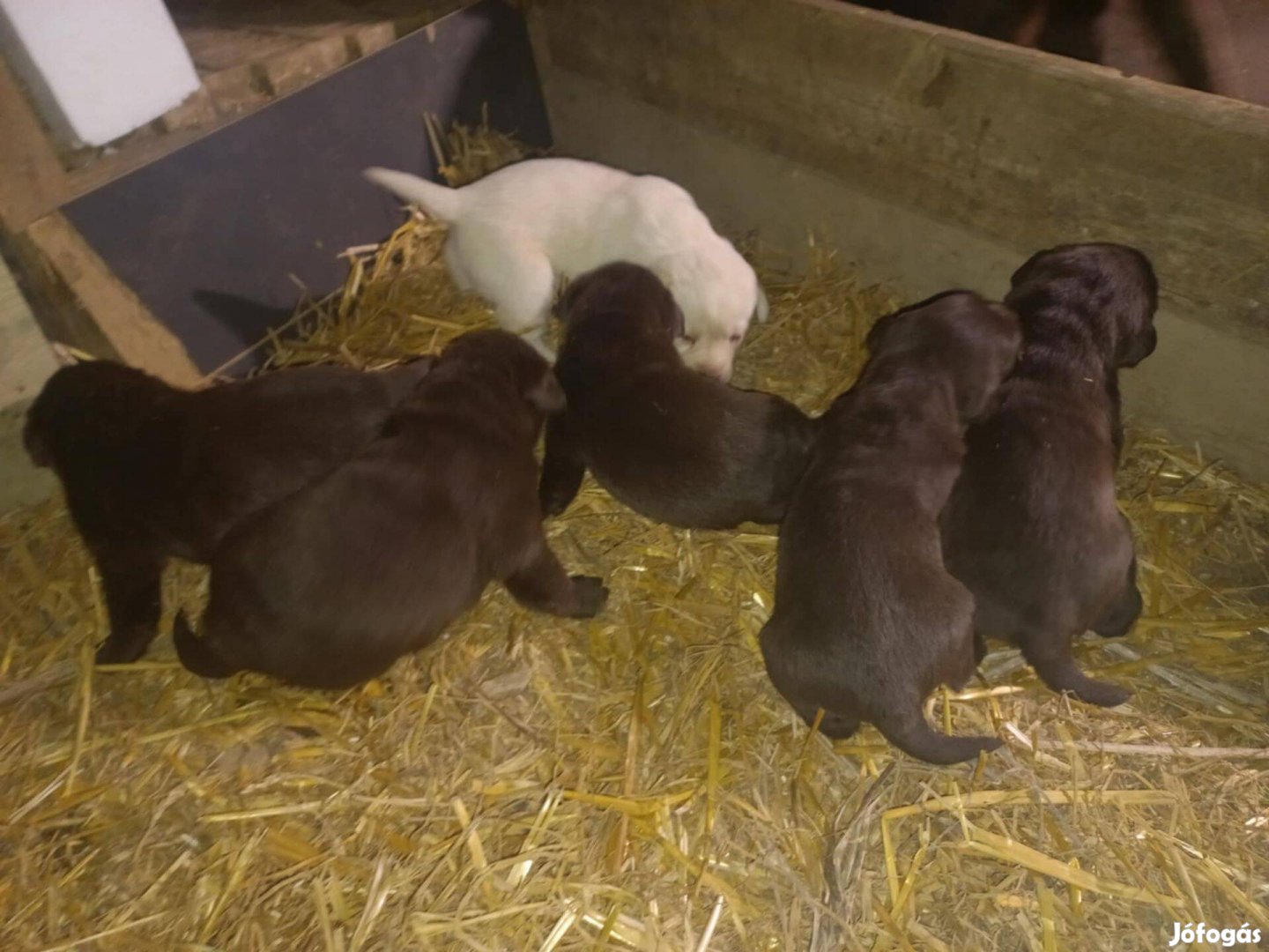 Labrador Retriever Csokoládé kiskutyák