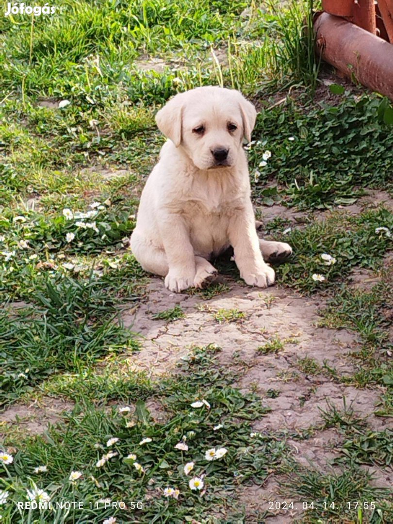 Labrador cuki játékos kölykök