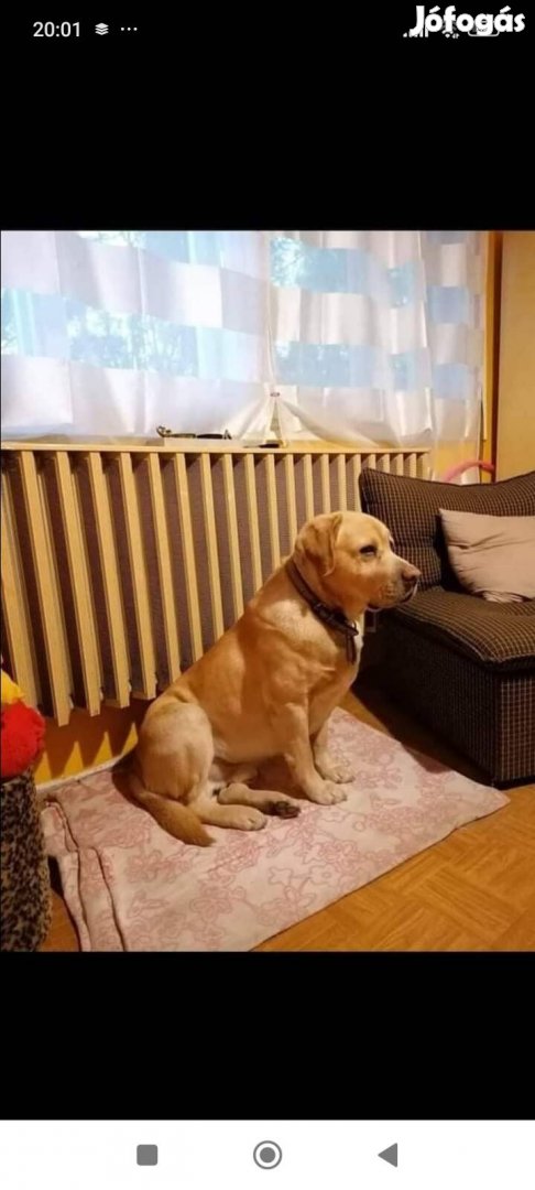 Labrador fajtatiszta jellegű ingyen 