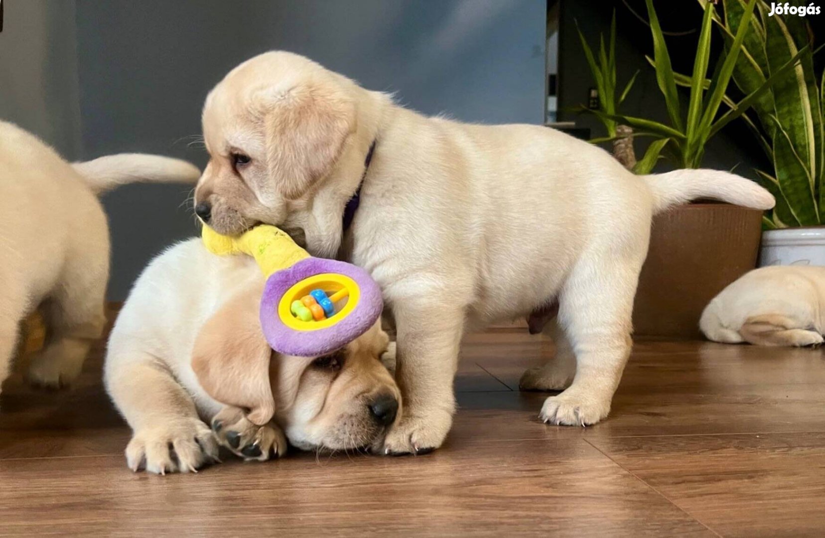 Labrador gyönyörű kiskutyák családi környezetből