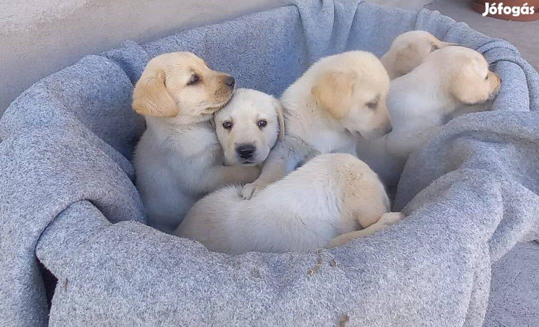 Labrador ingyen elvihető