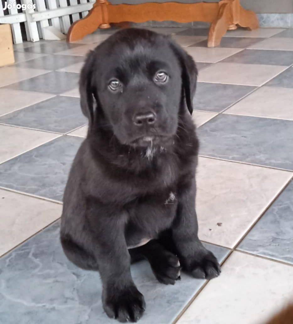 Labrador jellegű kiskutya ingyen elvihetők