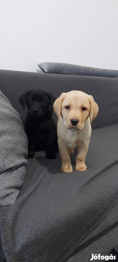 Labrador jellegű kiskutyák ingyen elvihetők