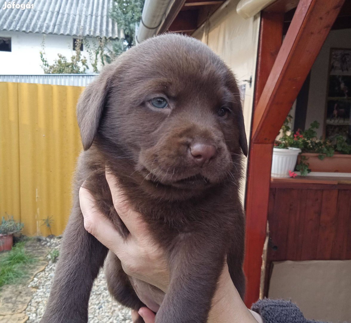 Labrador jellegű kiskutyák ingyen elvihetők