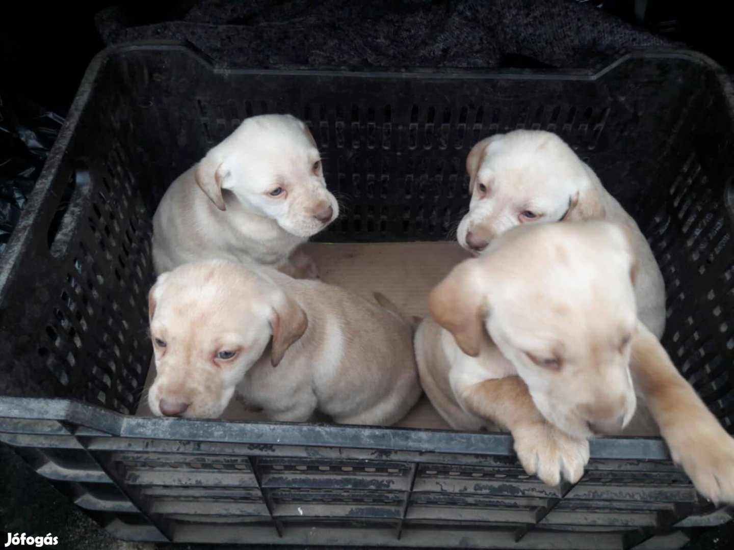 Labrador jellegű kiskutyák örökbefogadhatók