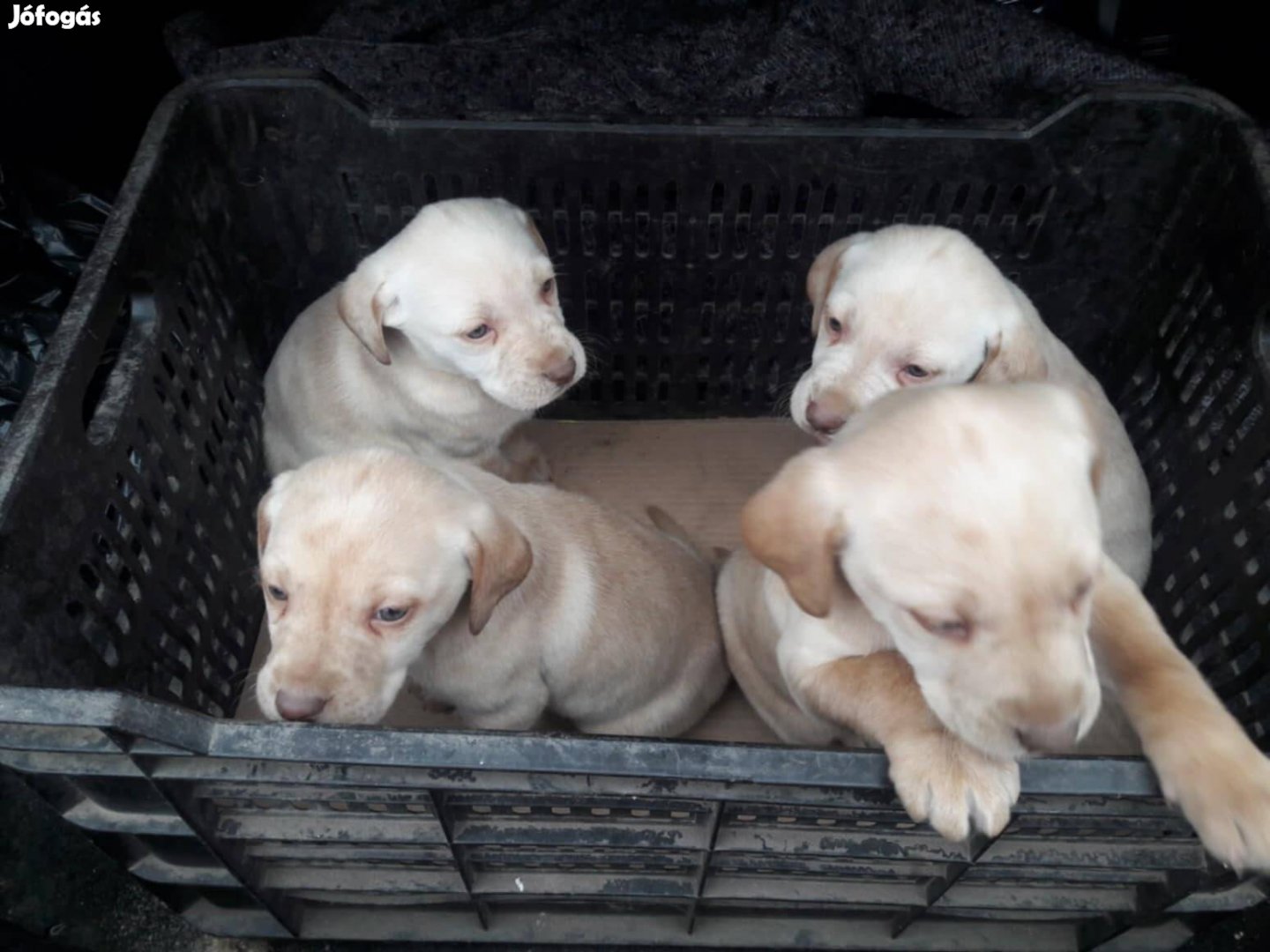 Labrador jellegű kiskutyák örökbefogadhatók