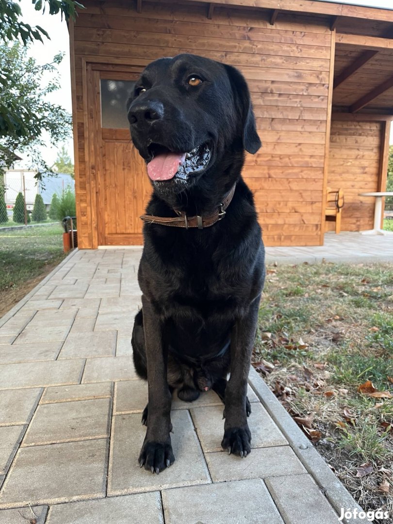 Labrador jellegű kutya ingyen elvihető