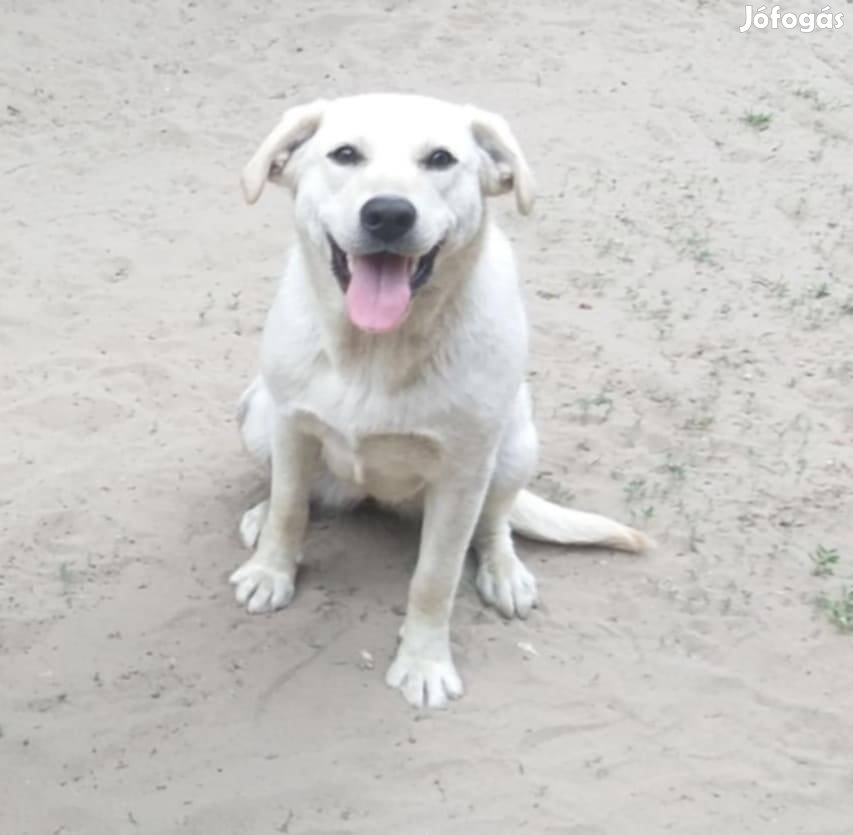 Labrador jellegű kutya ingyen elvihető 