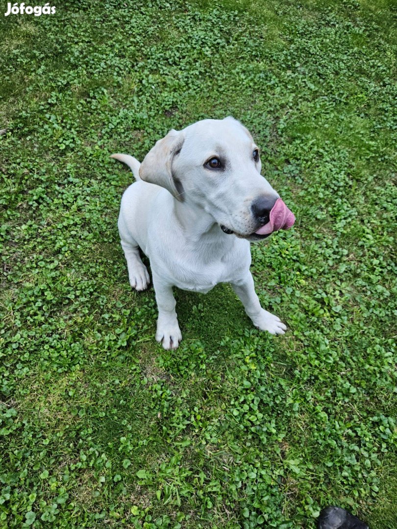 Labrador jellegű kutya örökbefogadót keres