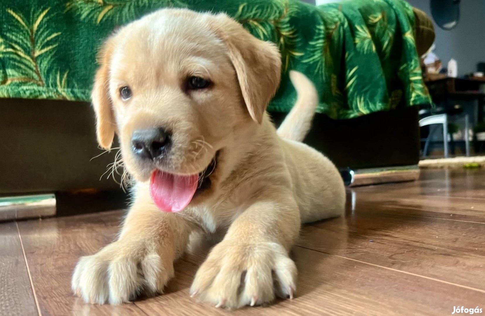 Labrador kisfiú családi környezetből