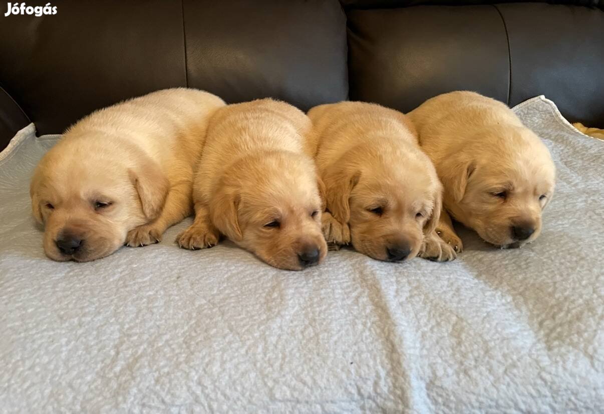 Labrador kiskutyák