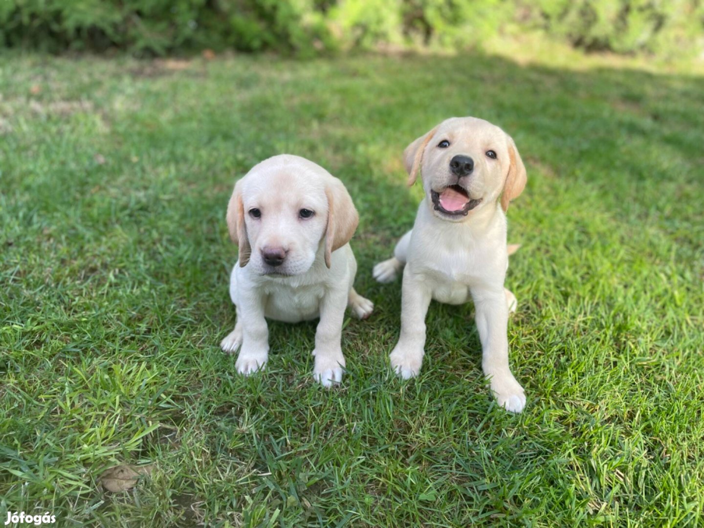 Labrador kiskutyák