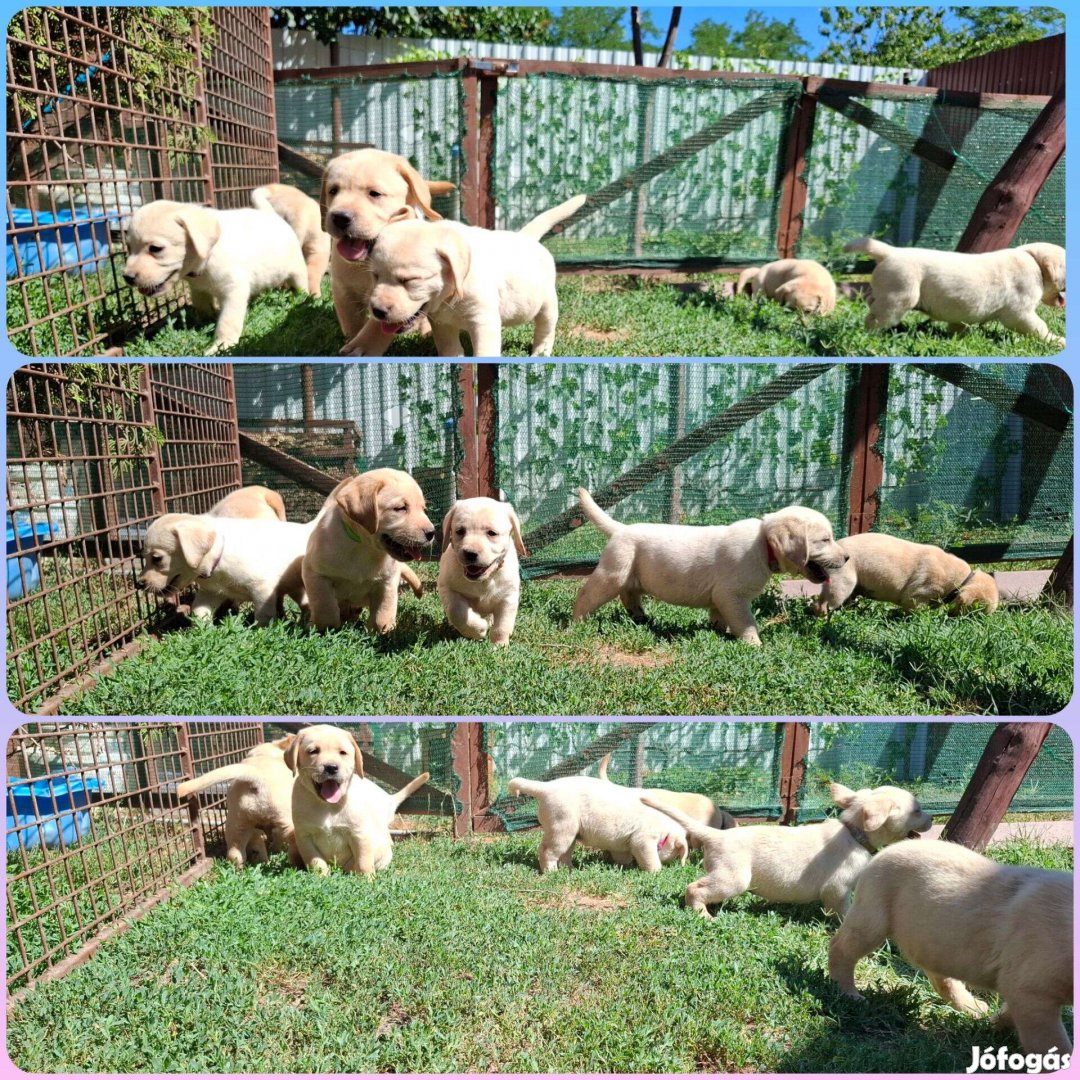 Labrador kiskutyák