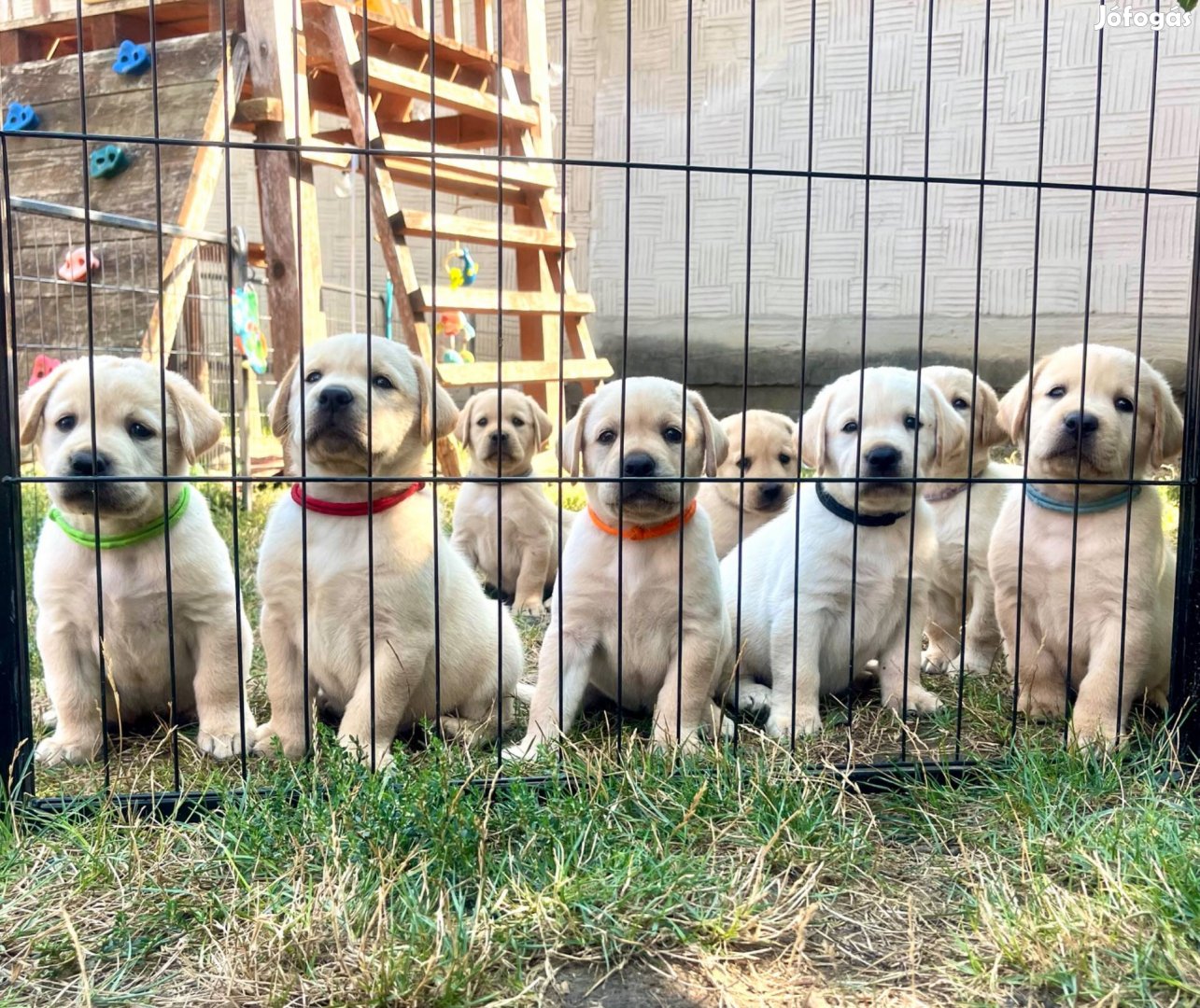 Labrador kiskutyák családi környezetből: kislányok és kisfiúk