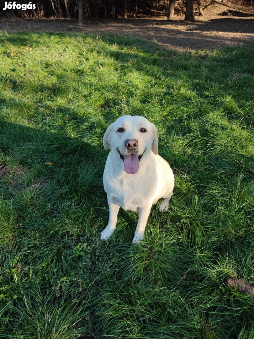 Labrador kutya örökbefogadót keres