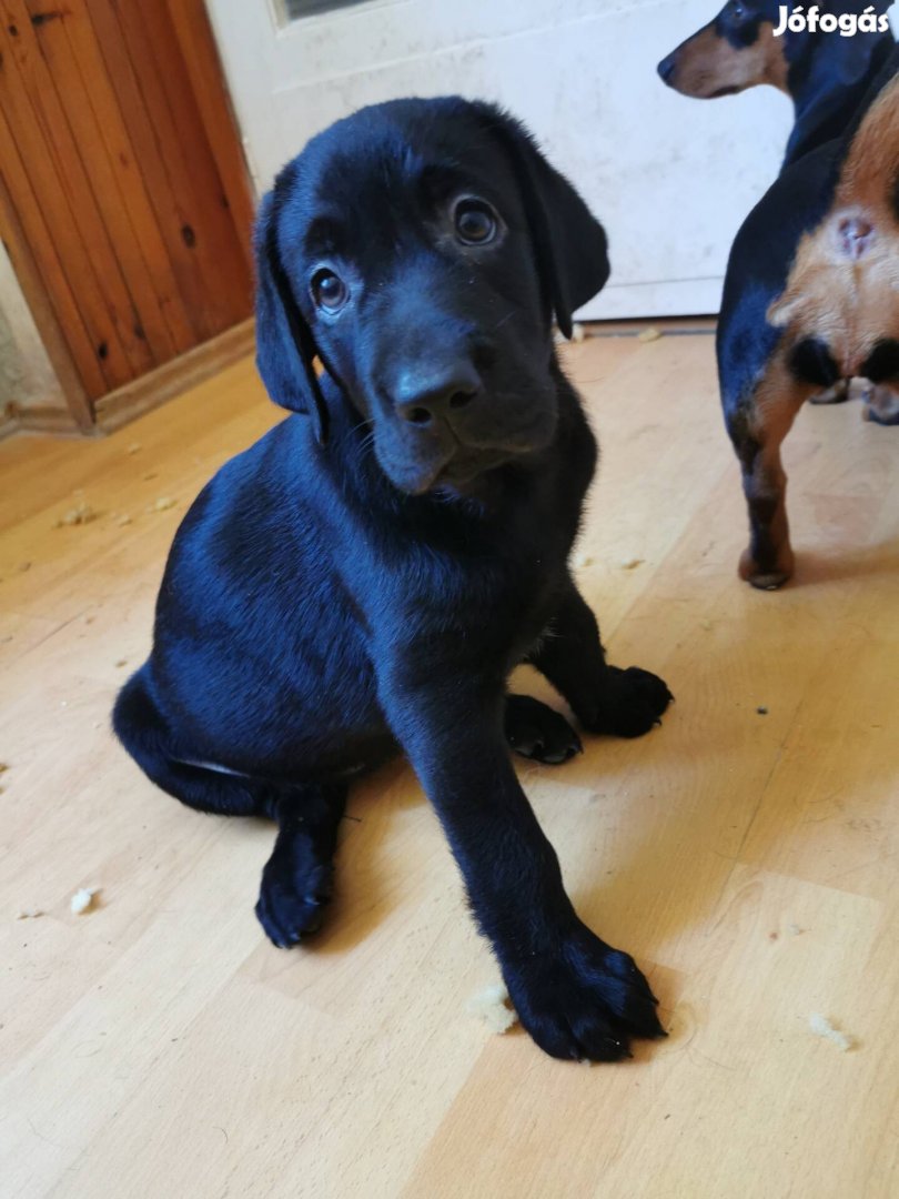 Labrador retriever fajtajellegű kiskutya ingyen elvihetők